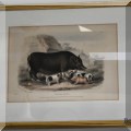 A62. Hermann Eichens pig lithograph. 